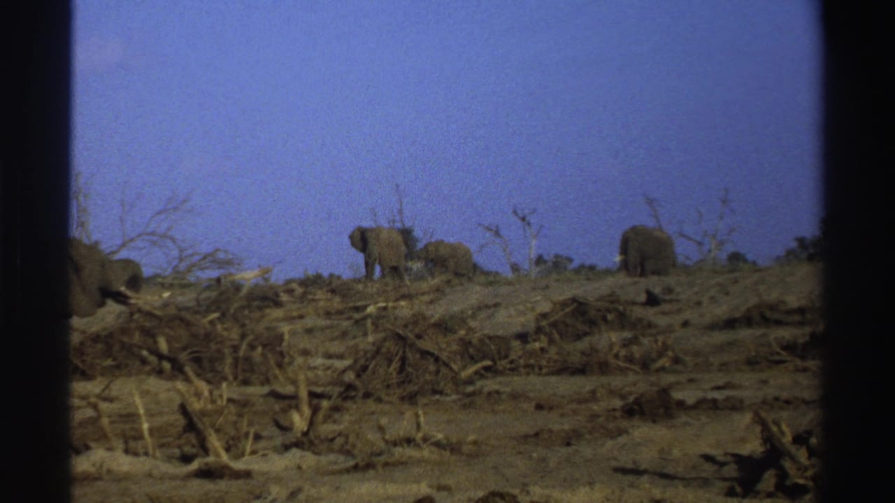 Elephants walking along a dry ridge under a blue sky.