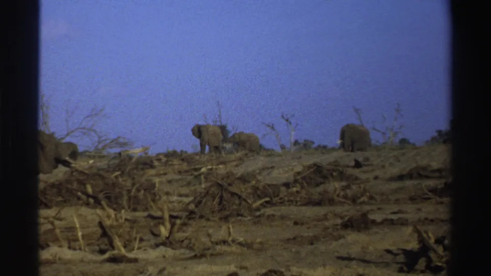 1969 South Africa 8mm frame showing elephants on a barren hillside with bare branches and dark film borders.