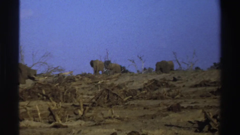 1969 South Africa 8mm view of elephants spaced across a dry, debris-strewn hillside below a clear blue sky.