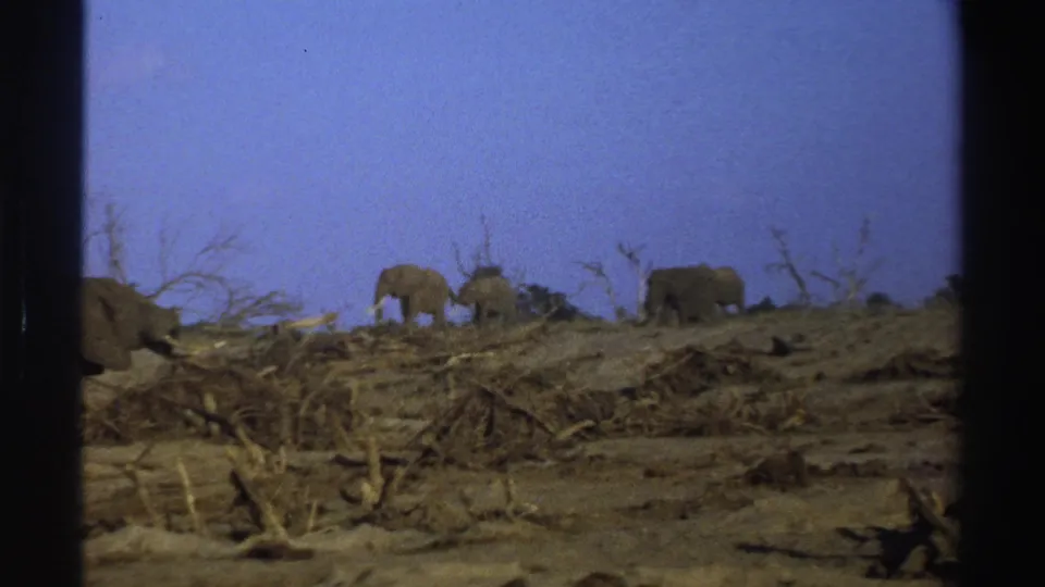 1969 South Africa 8mm frame with elephants walking behind a foreground of dry wood, scrub, and exposed earth.