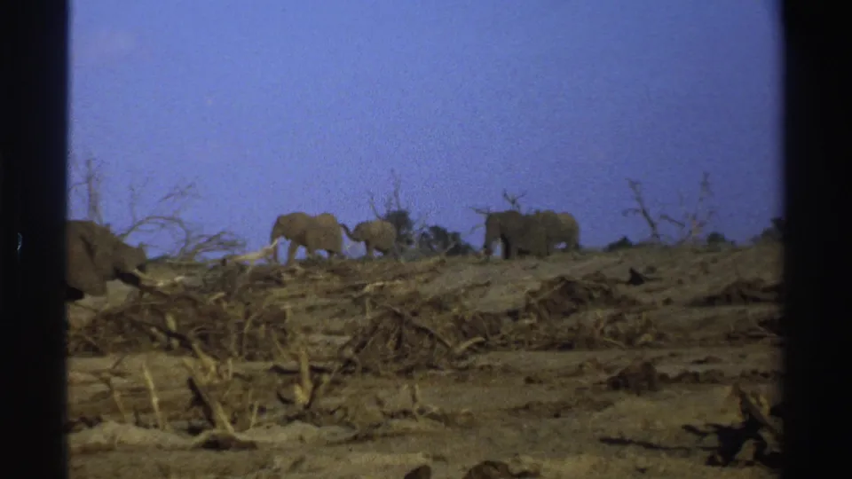 1969 South Africa 8mm frame showing elephants continuing across an arid ridge with bare trees and dark frame edges.