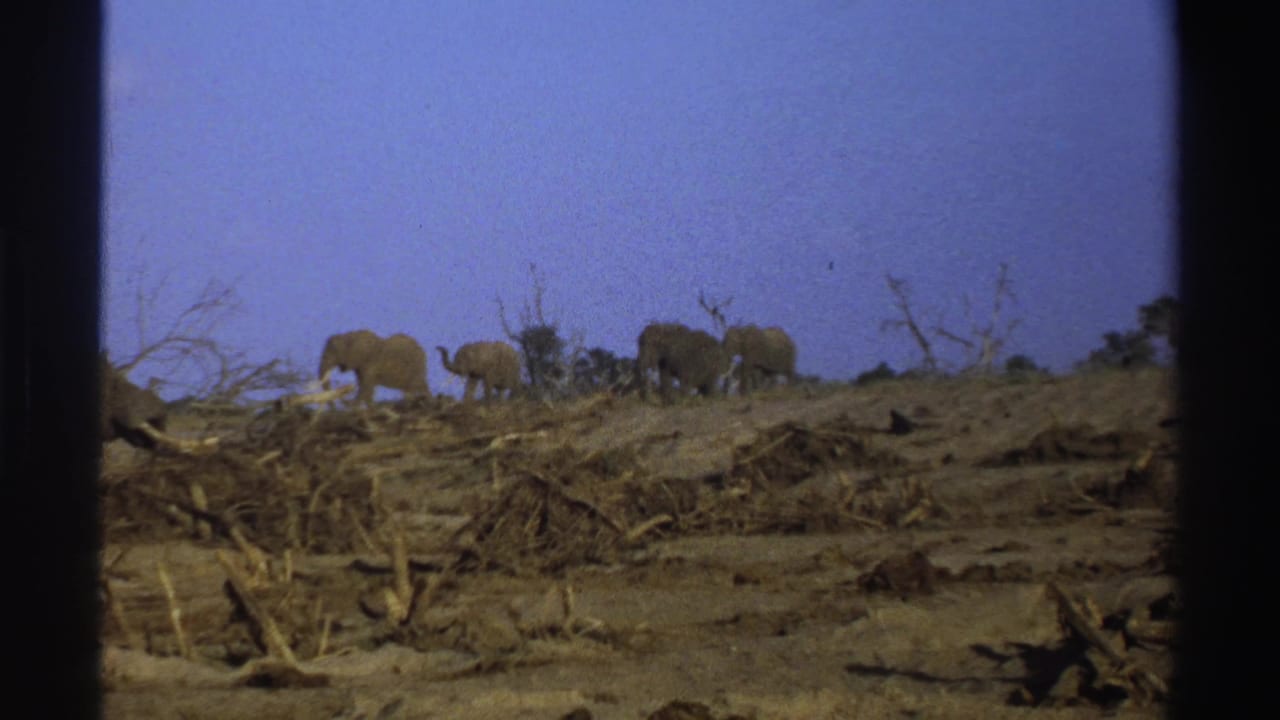 Elephants walk along a dry hillside with dead branches under a blue sky.