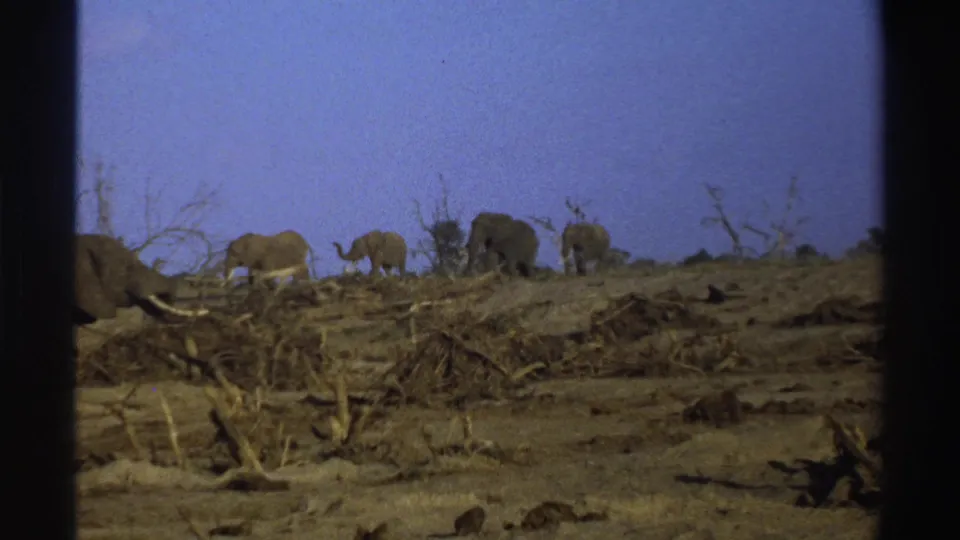 1969 South Africa home-movie frame with elephants spread across a dry slope and a tusked elephant entering the foreground.