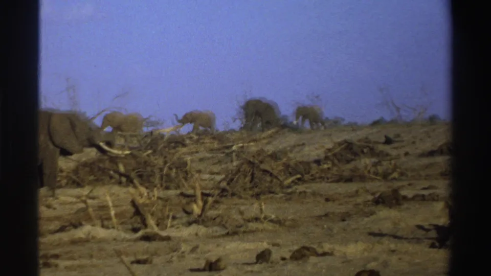 1969 South Africa 8mm frame showing a foreground tusked elephant and several elephants moving along a dry ridge.