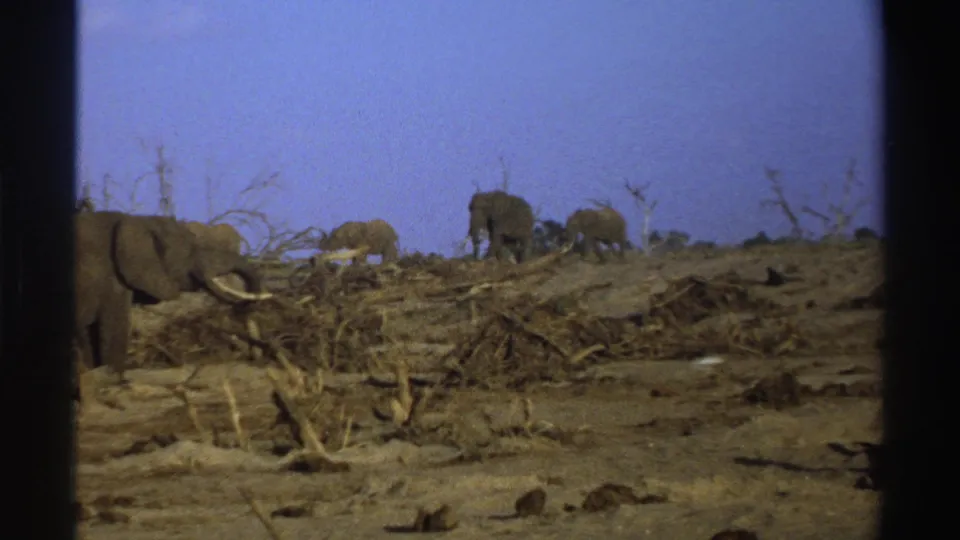 1969 South Africa home-movie frame with a tusked elephant in the foreground and a small herd on the dry savanna rise.