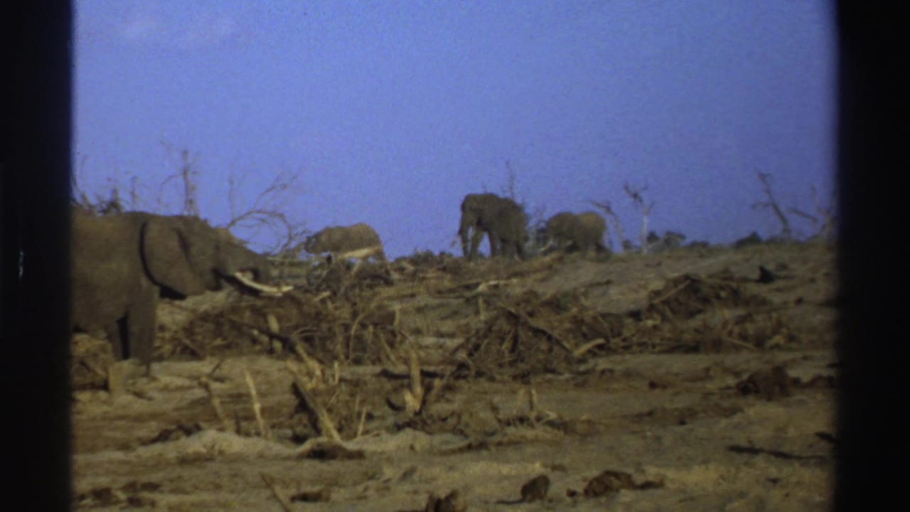 Elephants stand and graze across a dry, branch-strewn landscape under a blue sky.