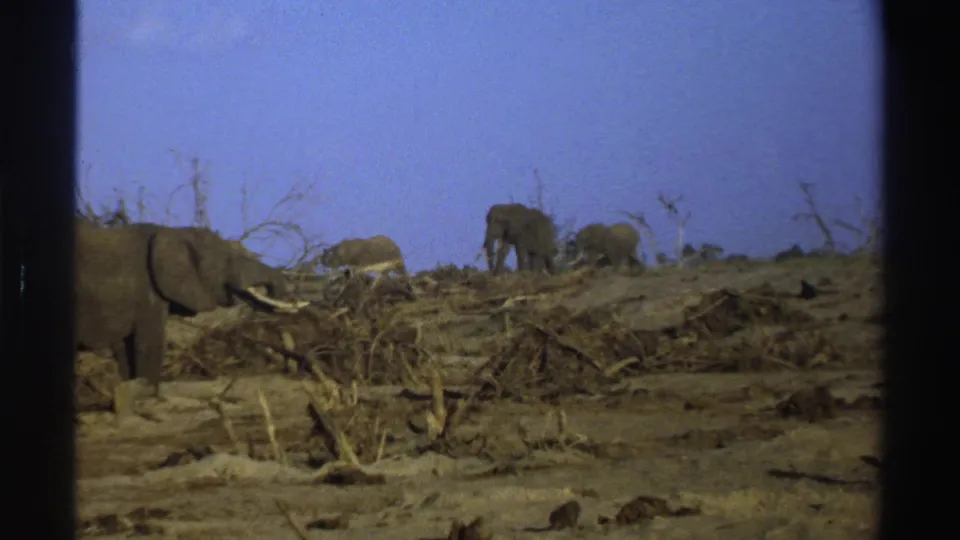 1969 South Africa 8mm frame showing elephants spread across a dry savanna with fallen branches, bare trees, and dark film borders.