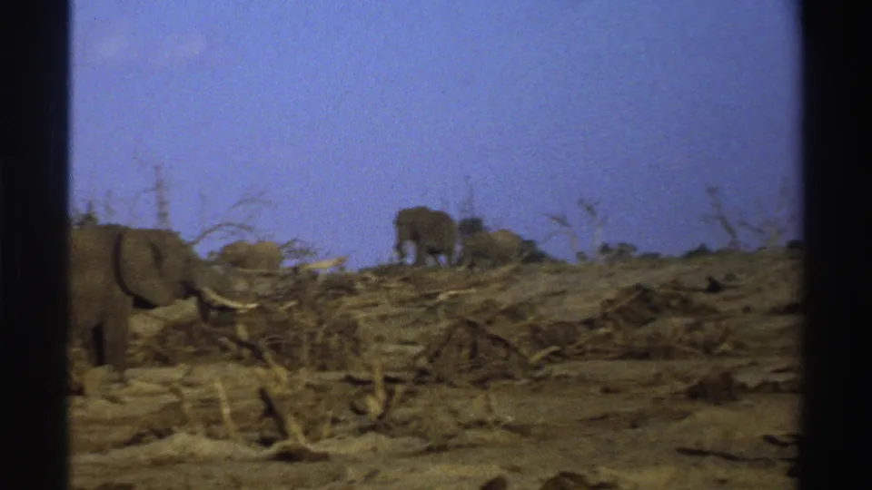 1969 South Africa 8mm frame with elephants crossing a sunlit, dry savanna scattered with branches and sparse trees.