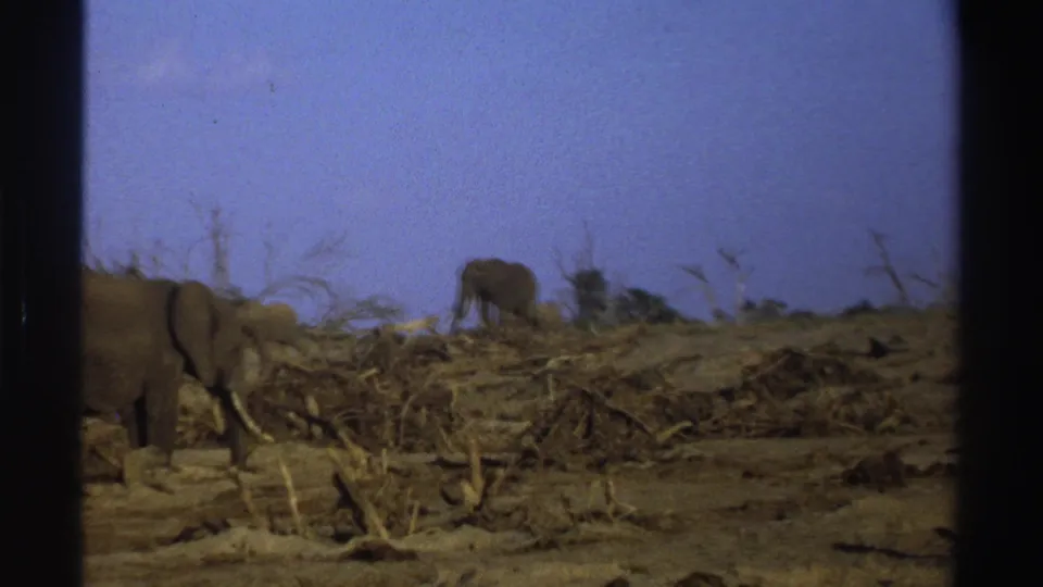 1969 South Africa 8mm frame showing a foreground elephant partly cropped at left and another grazing amid dry branches and scrub.