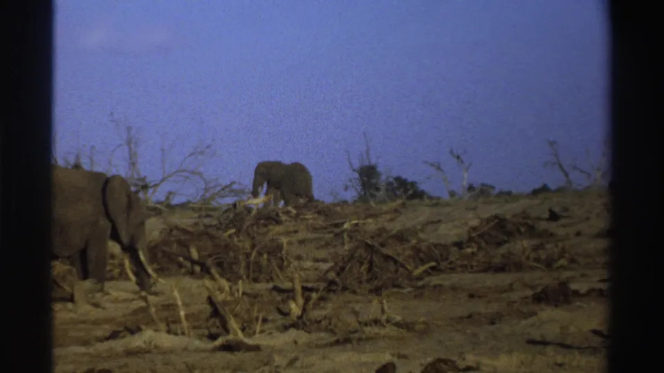 1969 South Africa 8mm frame showing elephants in a dry, sunlit savanna with deadwood, scrub, and pronounced film borders.