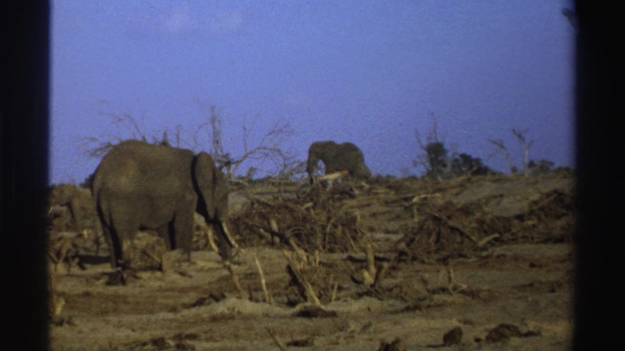 Elephants walking across dry ground with fallen branches and sparse trees under a blue sky.