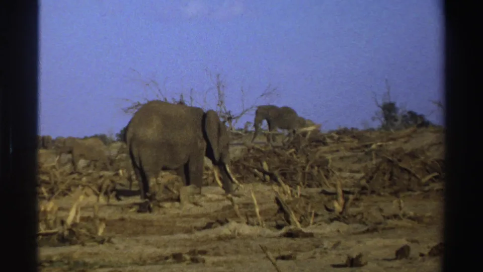 1969 South Africa 8mm frame with two elephants visible across a dry, branch-strewn savanna under harsh sunlight.