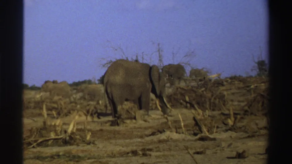 1969 South Africa 8mm frame showing a larger foreground elephant and several elephants farther back in dry scrubland.