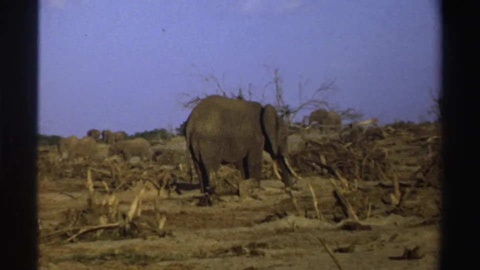 1969 South Africa 8mm frame with a foreground elephant crossing dry terrain and additional elephants in the background.