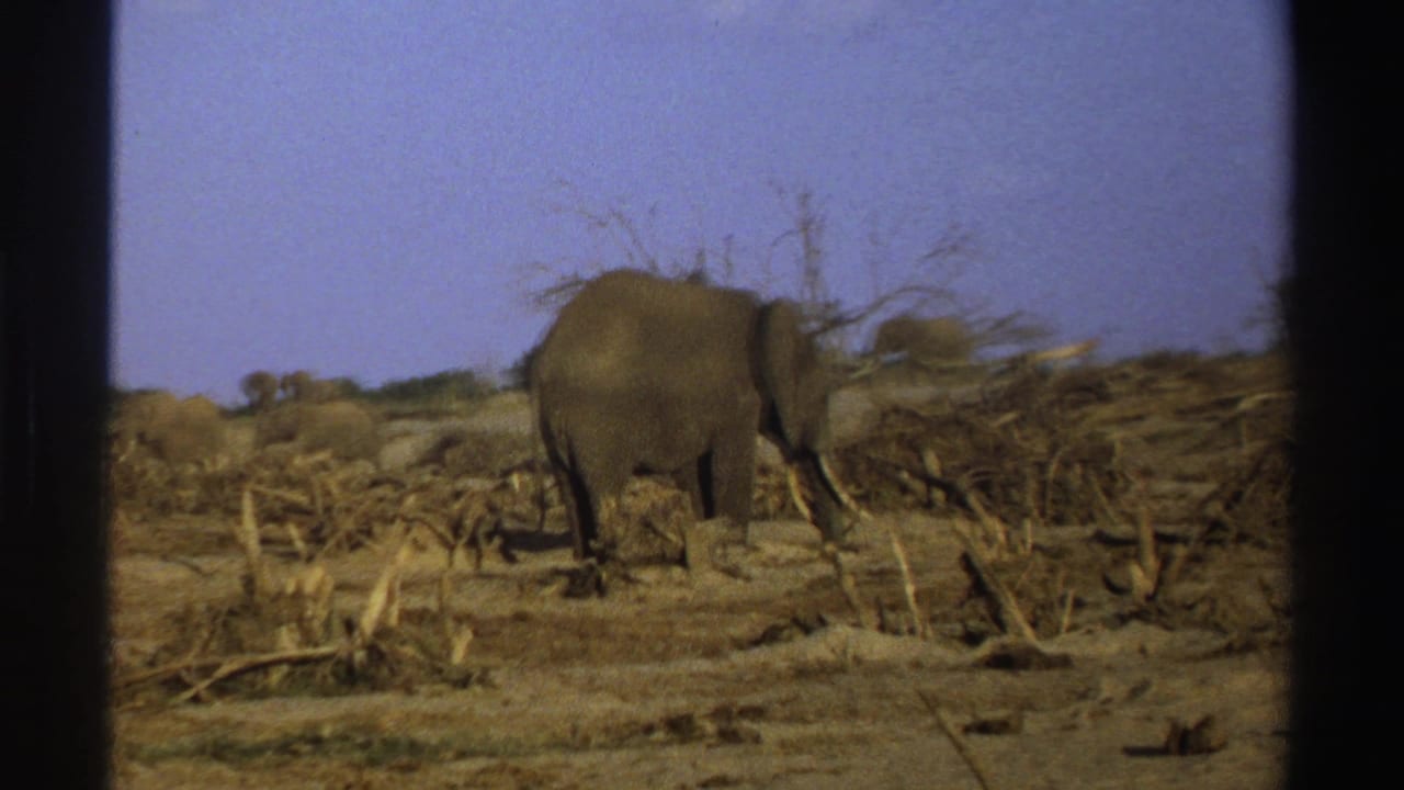 1969 South Africa 8mm frame showing an elephant crossing dry savanna brush with more elephants behind it.