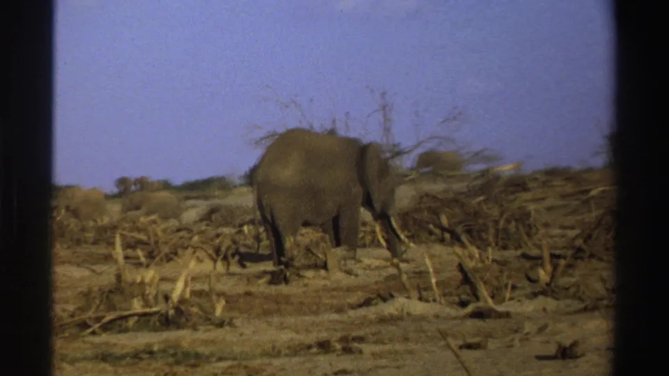 1969 South Africa 8mm frame showing an elephant crossing dry savanna brush with more elephants behind it.