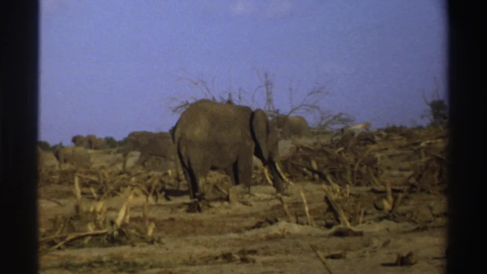 1969 South Africa 8mm frame with a large elephant near fallen brush and several elephants in the distance.
