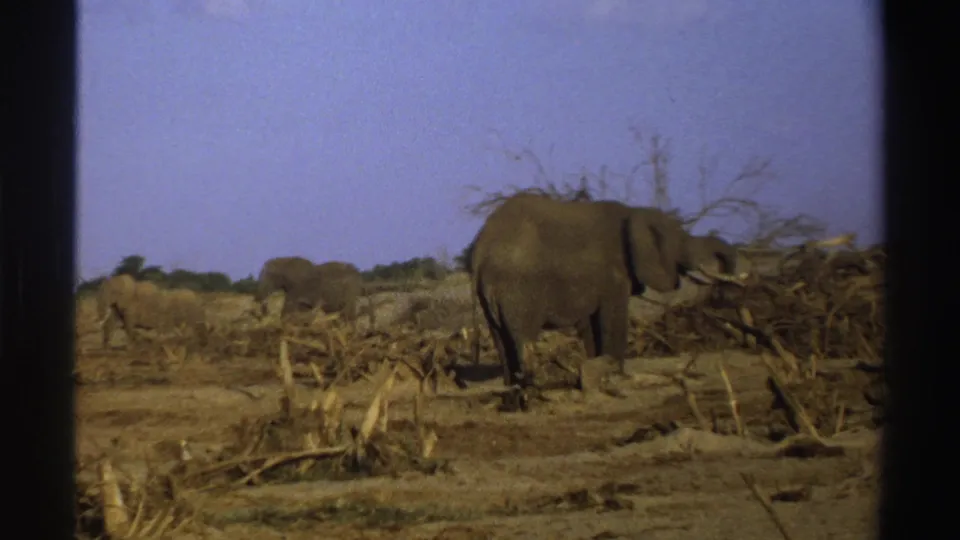 1969 South Africa 8mm frame showing a large elephant close to camera and herd members across dry savanna.