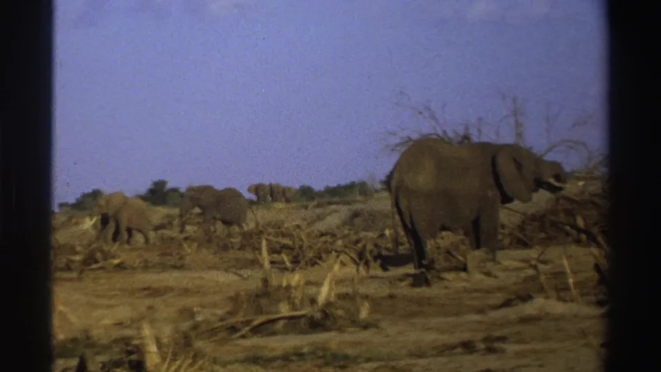 1969 South Africa 8mm frame with one elephant at right and the herd moving through a sparse dry savanna.