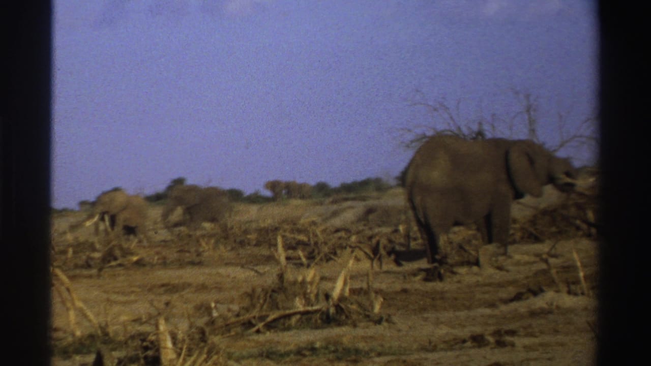 1969 8mm South Africa footage shows elephants moving through a dry landscape scattered with stumps and broken branches.