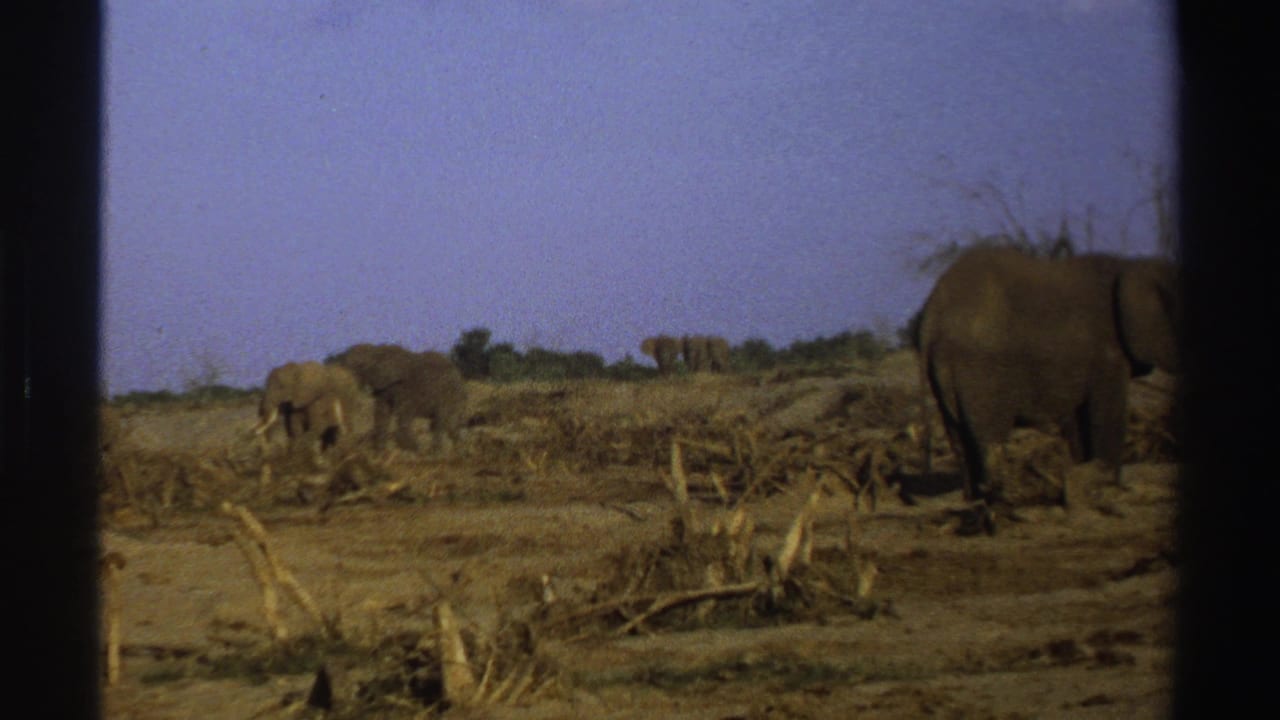 Several elephants stand and forage across a dry open area.