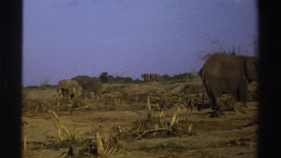 Elephants are spread across a dry, open South African landscape in this 1969 8mm home-movie frame.