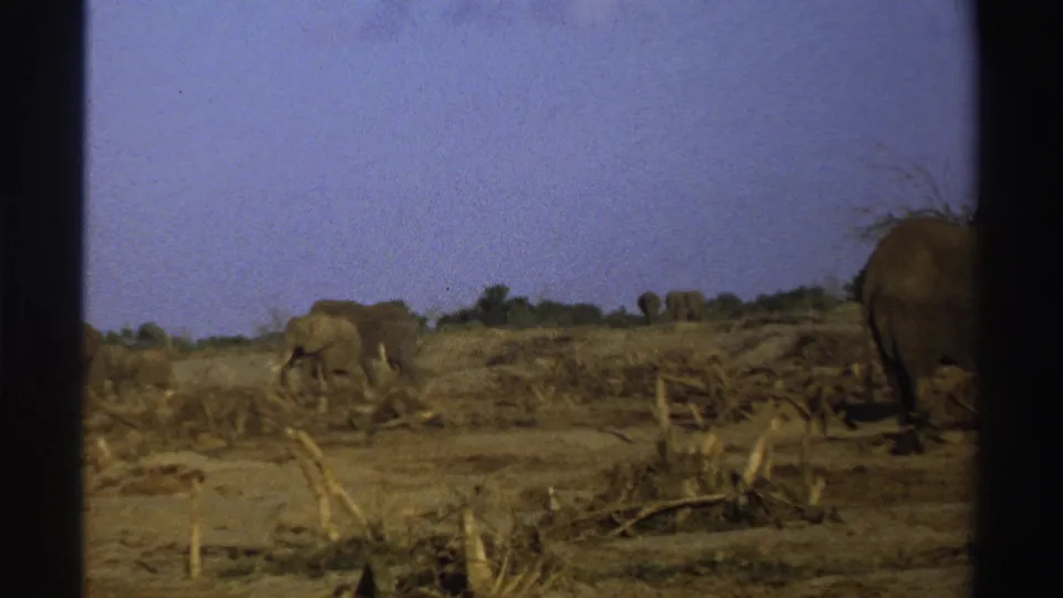 A distant elephant and a partially cropped adult elephant appear amid dry scrub and stumps in 1969 South Africa footage.