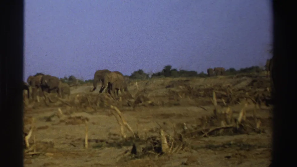 Several elephants forage near a distant tree line, with dry ground, stumps, and dark 8mm frame borders visible.