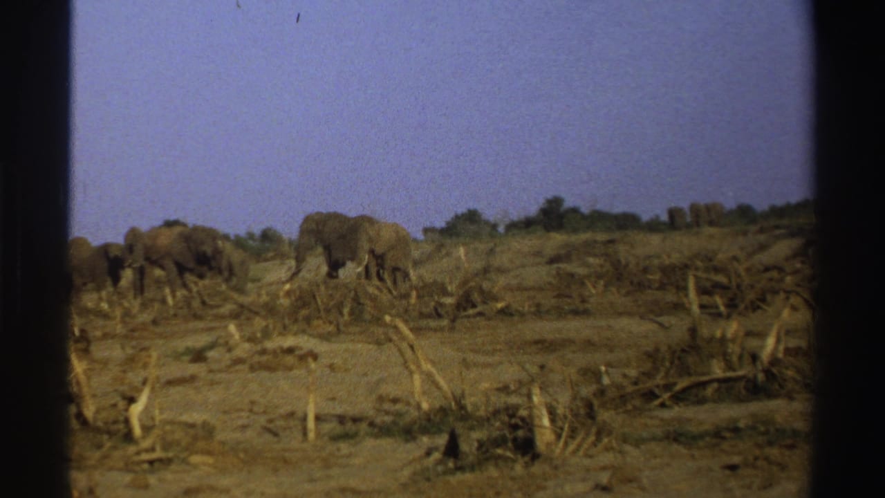 Elephants move across a dry field beneath a pale blue sky.