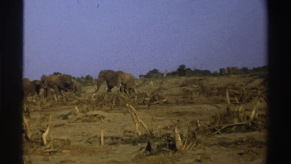 1969 South Africa 8mm frame showing a small elephant herd walking through dry scrubland under a clear sky.