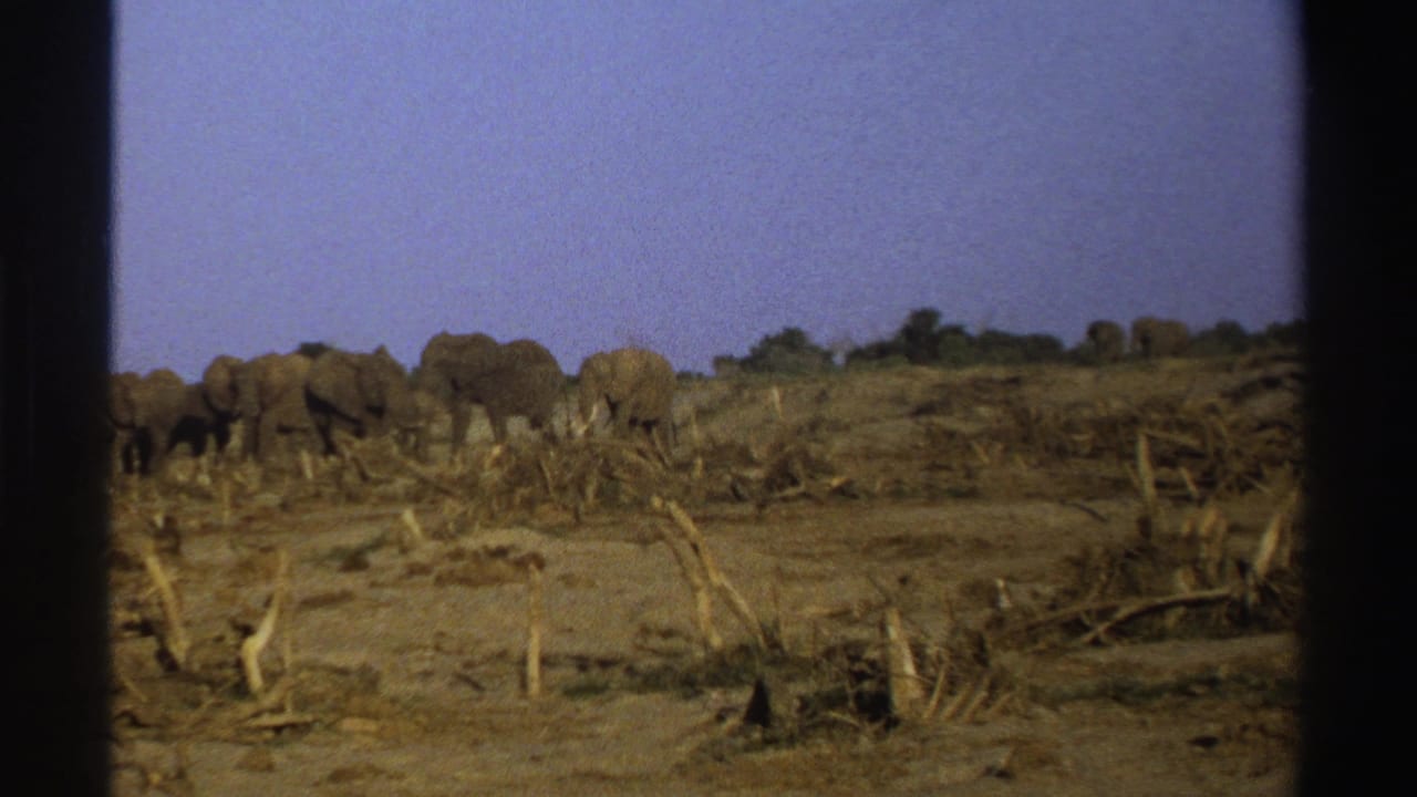 1969 South Africa 8mm frame with elephants gathered near scrub and fallen branches in a dry open landscape.