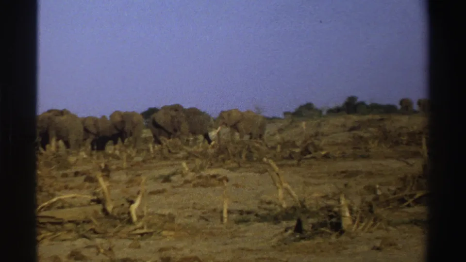 1969 South Africa 8mm frame showing elephants moving across brown ground behind scattered dead branches.