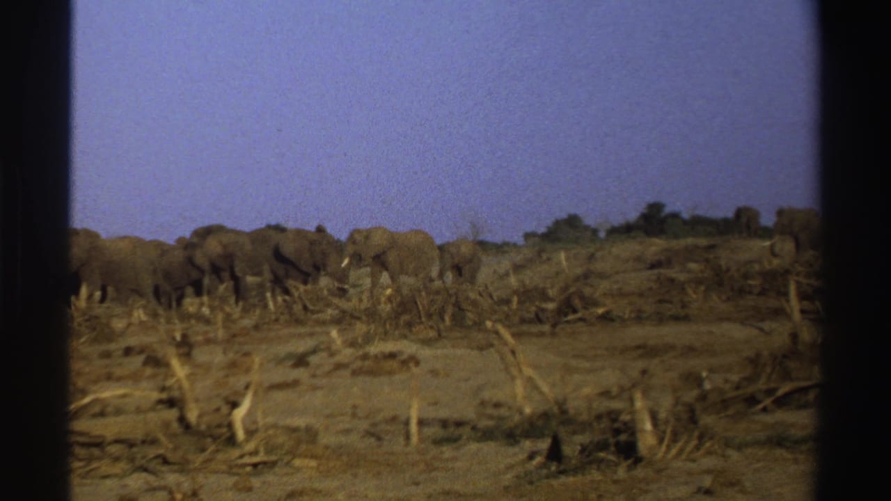 Elephant herd crossing dry savanna behind dark 8mm frame borders.