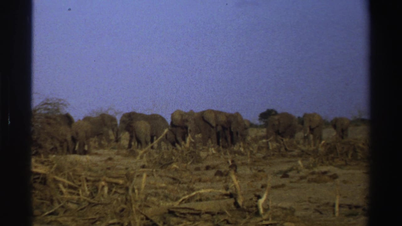 1969 South Africa home-movie frame with elephants moving across open savanna and scrub.