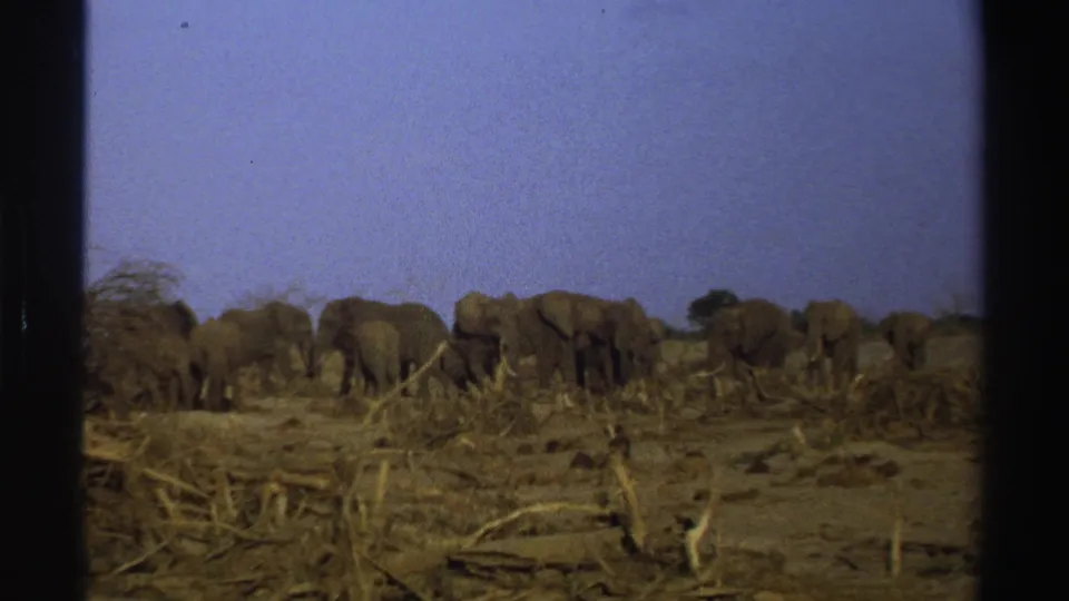 1969 South Africa home-movie frame with elephants moving across open savanna and scrub.