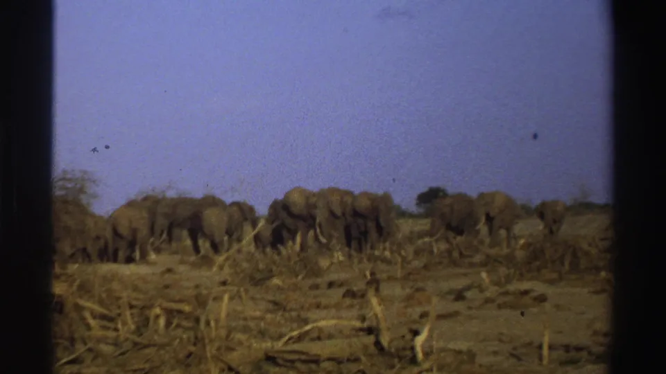 Grainy 8mm frame from South Africa showing elephants grouped in dry brush at dusk.