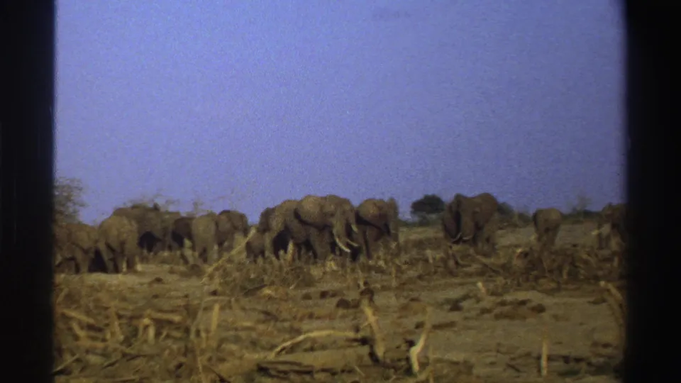 1969 South Africa 8mm frame showing elephants in a dry savanna clearing with brush debris.