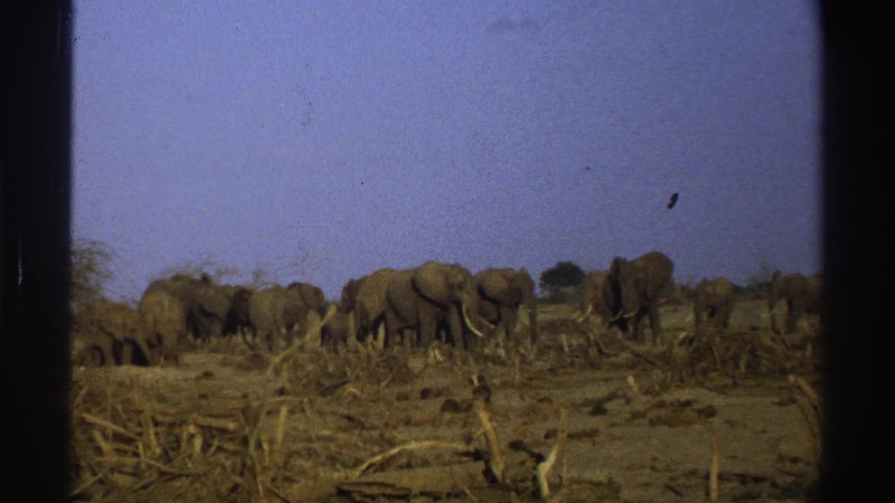 Elephants walk across dry open ground beneath a pale sky.