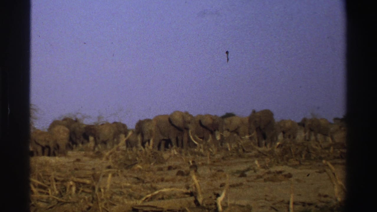 The elephant herd continues across the South African savanna, framed by 8mm film borders and a pale blue sky.