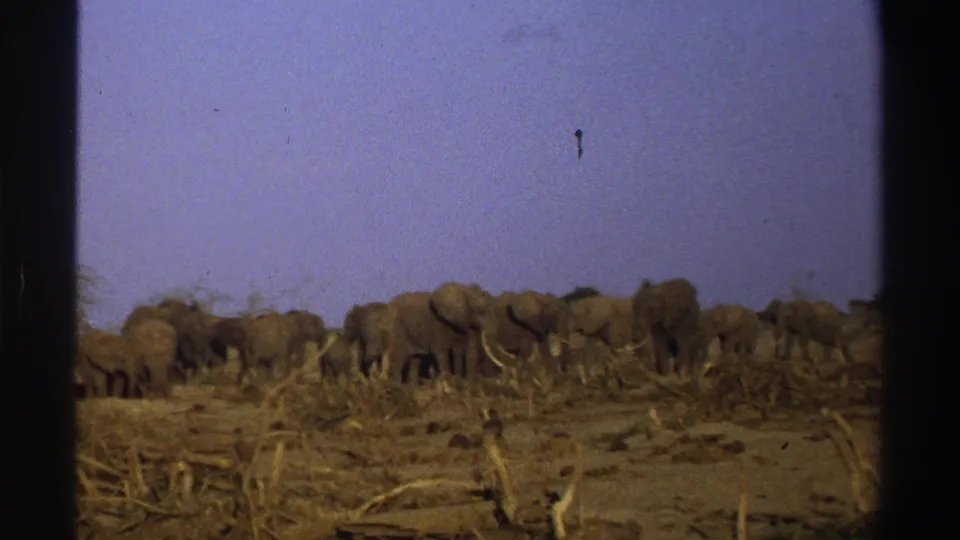 The elephant herd continues across the South African savanna, framed by 8mm film borders and a pale blue sky.