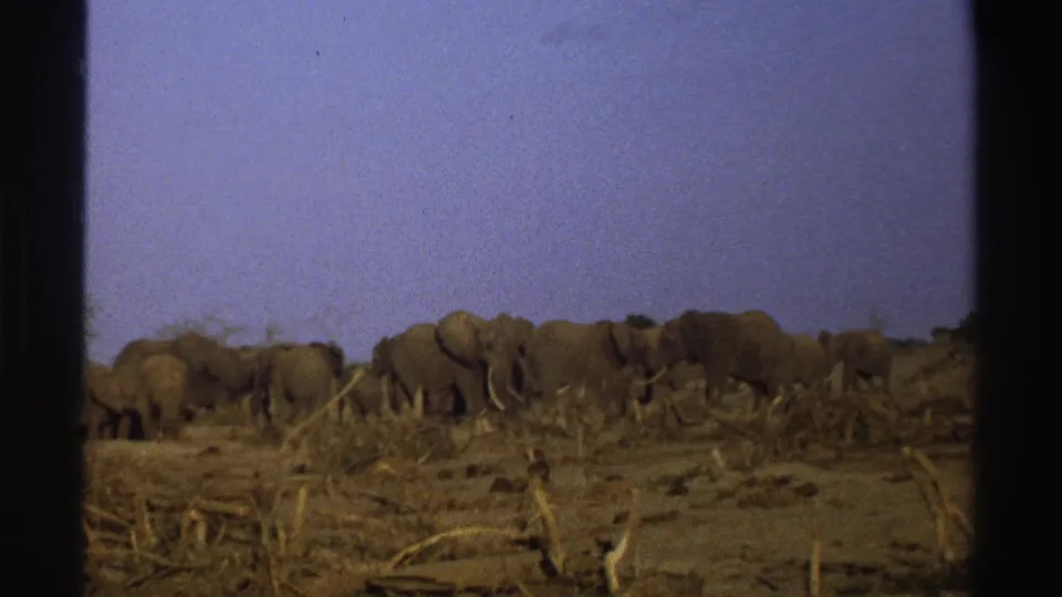 A close grouping of elephants appears in vintage 8mm footage of a dry South African savanna with bare brush in front.