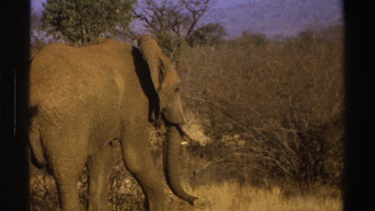 African elephant walking right through dry grass and brush with trees behind it.