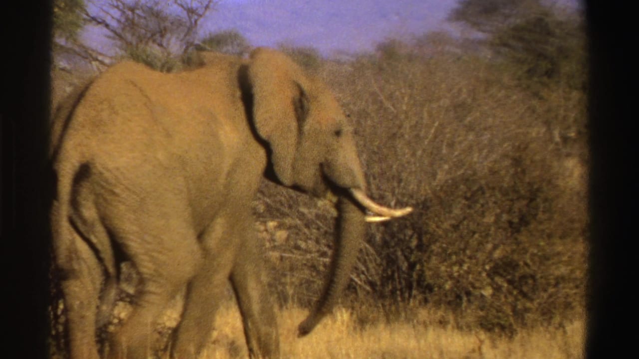 1969 South Africa 8mm frame of a tusked elephant walking right past scrub vegetation in dry grassland.