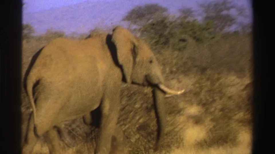 Soft 8mm frame from 1969 South Africa showing a tusked elephant moving right through dry savanna scrub.