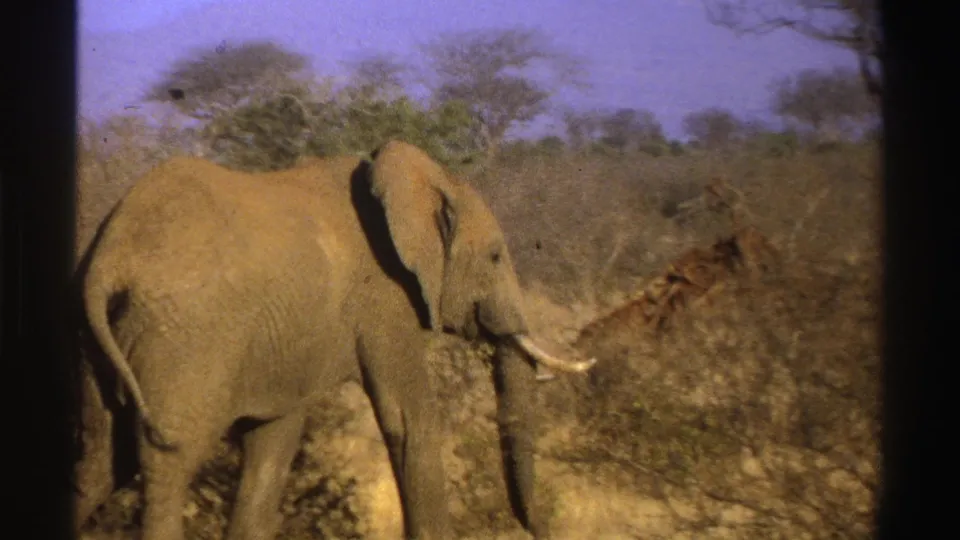 1969 South Africa 8mm frame of an elephant passing low shrubs and a mound in dry grassland.