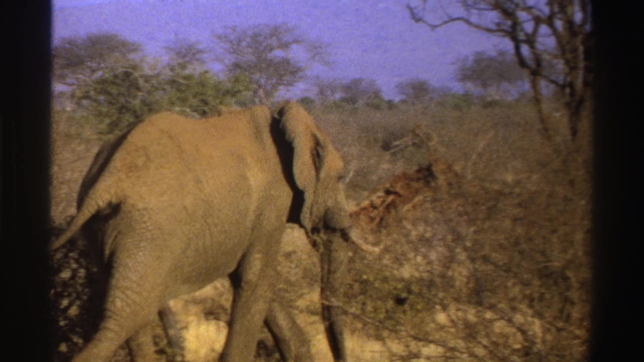 1969 South Africa 8mm frame showing a gray elephant moving through sparse dry bushland under a pale blue sky.