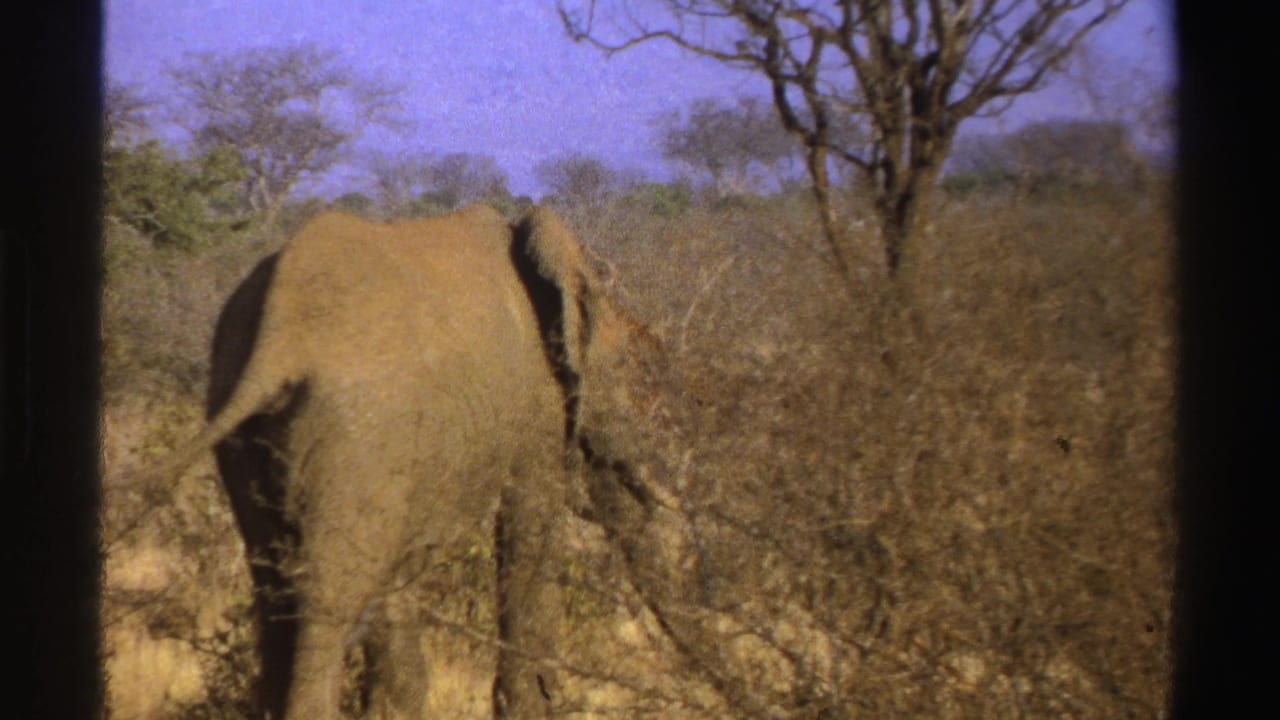 Rear view of a gray elephant moving away through sparse bushes.