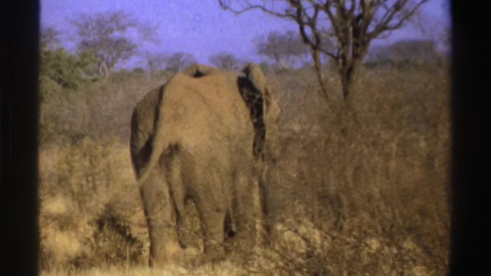 1969 home-movie frame of an elephant walking away through dry grass and bare brush in South Africa.