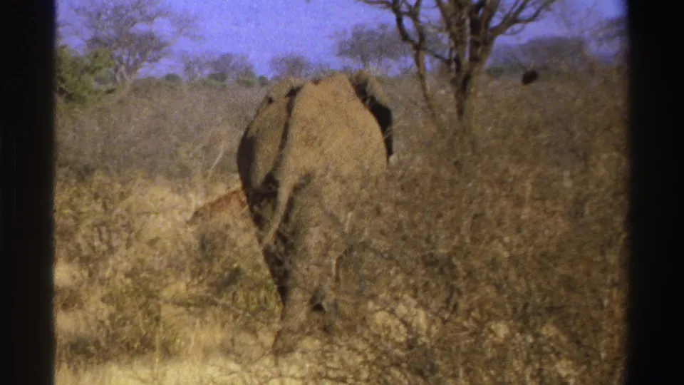 An elephant recedes into sparse South African bushland, partly hidden by foreground branches in faded 8mm color.