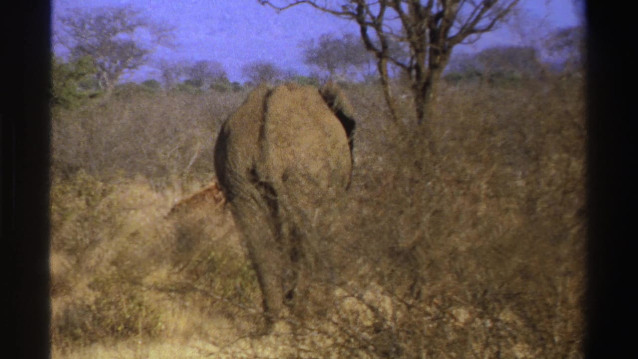 1969 South Africa 8mm frame of an elephant moving away through dry savannah vegetation, with trees and blue sky in the background.